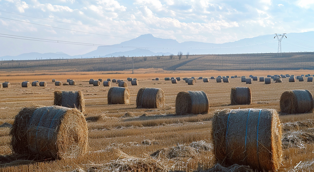 Agricultural Straw Harvesting